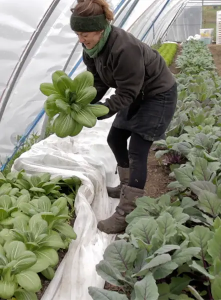 Pak-Choi
