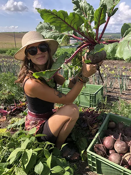 Rote Beete