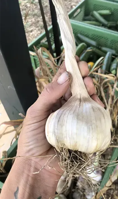Knoblauch